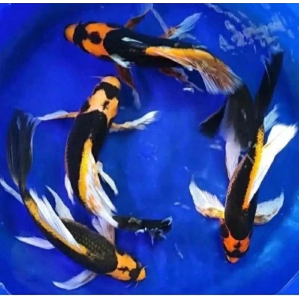 asli impor koi Blitar slyer kumpay 20-23cm besar vidio asli vitamin super original ikan hiyas dekora