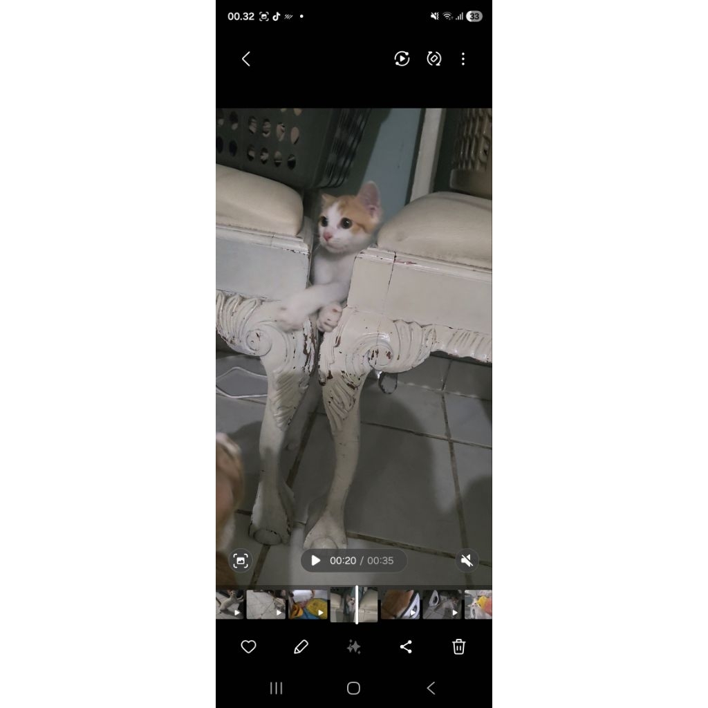 Kitten Scottish Straight mix Munchkin