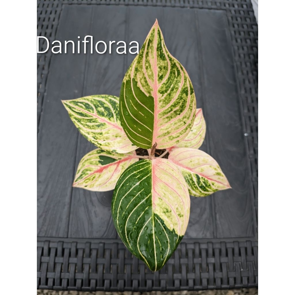 Aglonema Esmeralda Golden