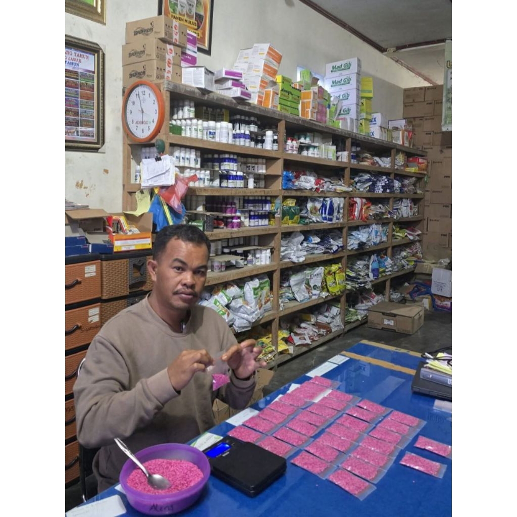 Bibit Unggul benih cabe siboras cabai lokal ateng - Cabai merah keriting