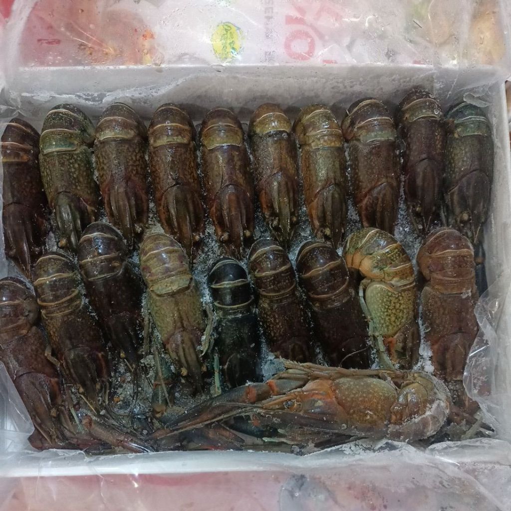 LOBSTER FRESH FROZEN