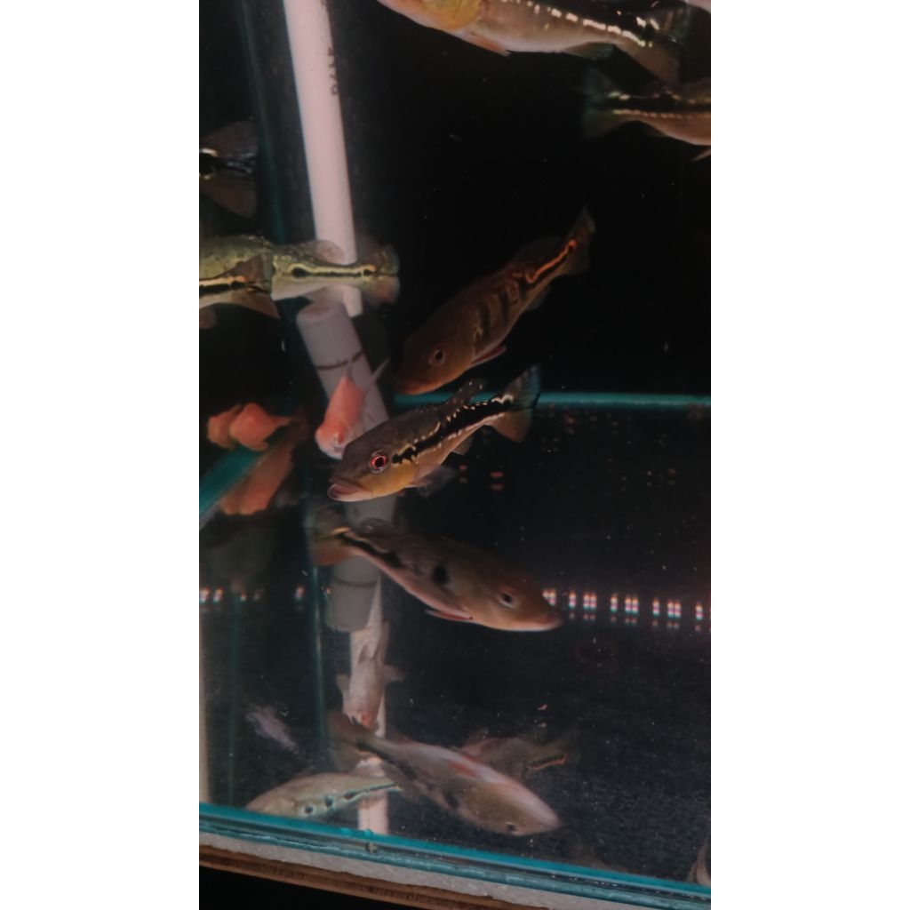 PBASS PINIMA FULL PELET SIZE 10-11CM