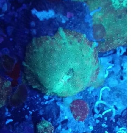 Discosoma Mushroom Reef Aquarium Laut