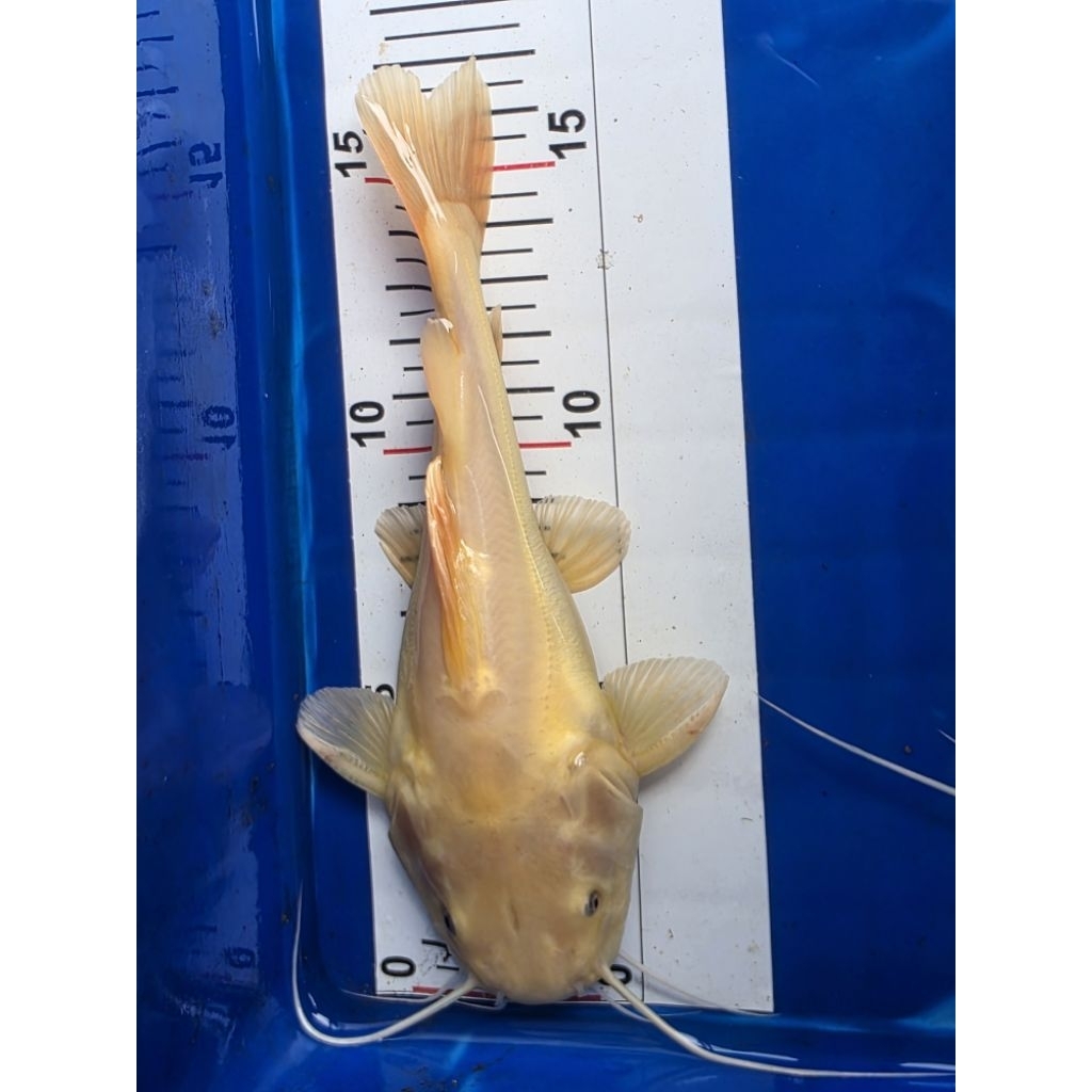 ikan hias RTC phantom 18cm pengiriman hanya instan