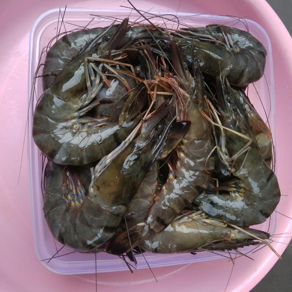 Udang Windu Ukuran Besar 500gr