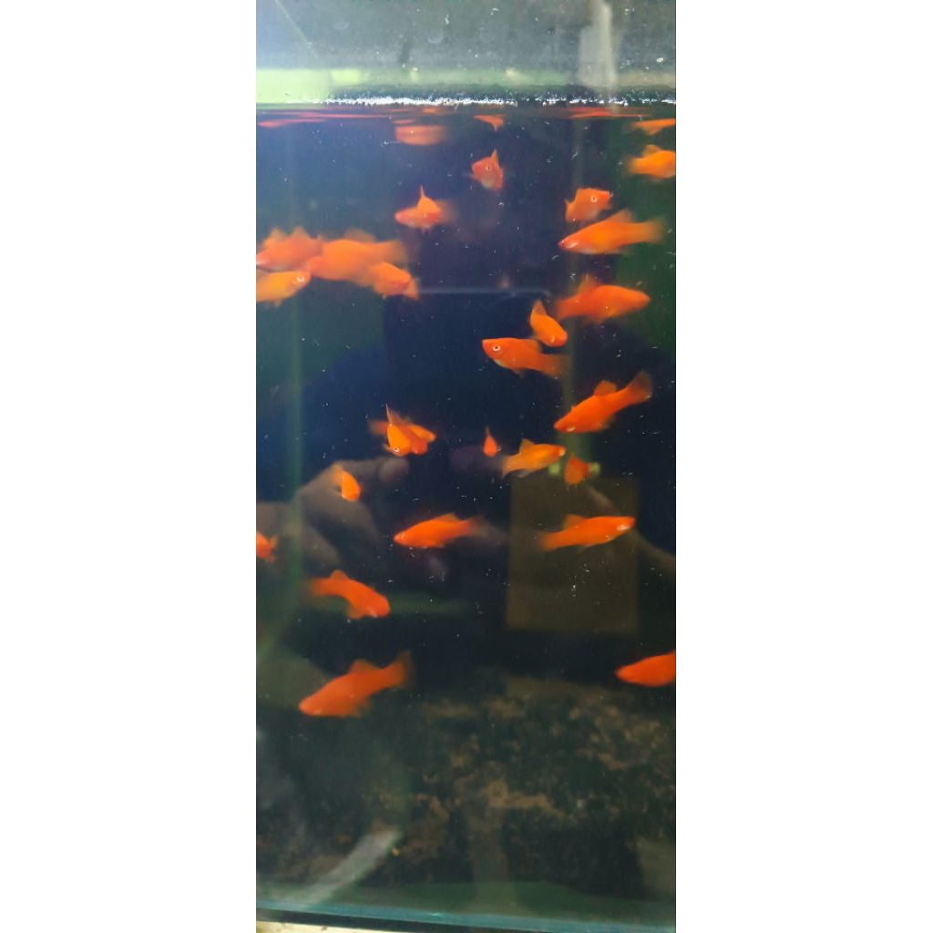 platy bloodred firecracker - size kecil