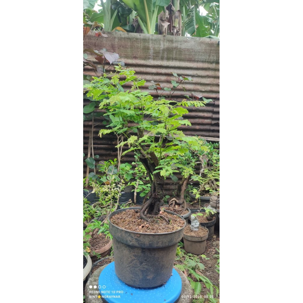 bonsai/bahan bonsai ileng-ileng dongkelan berkarakter
