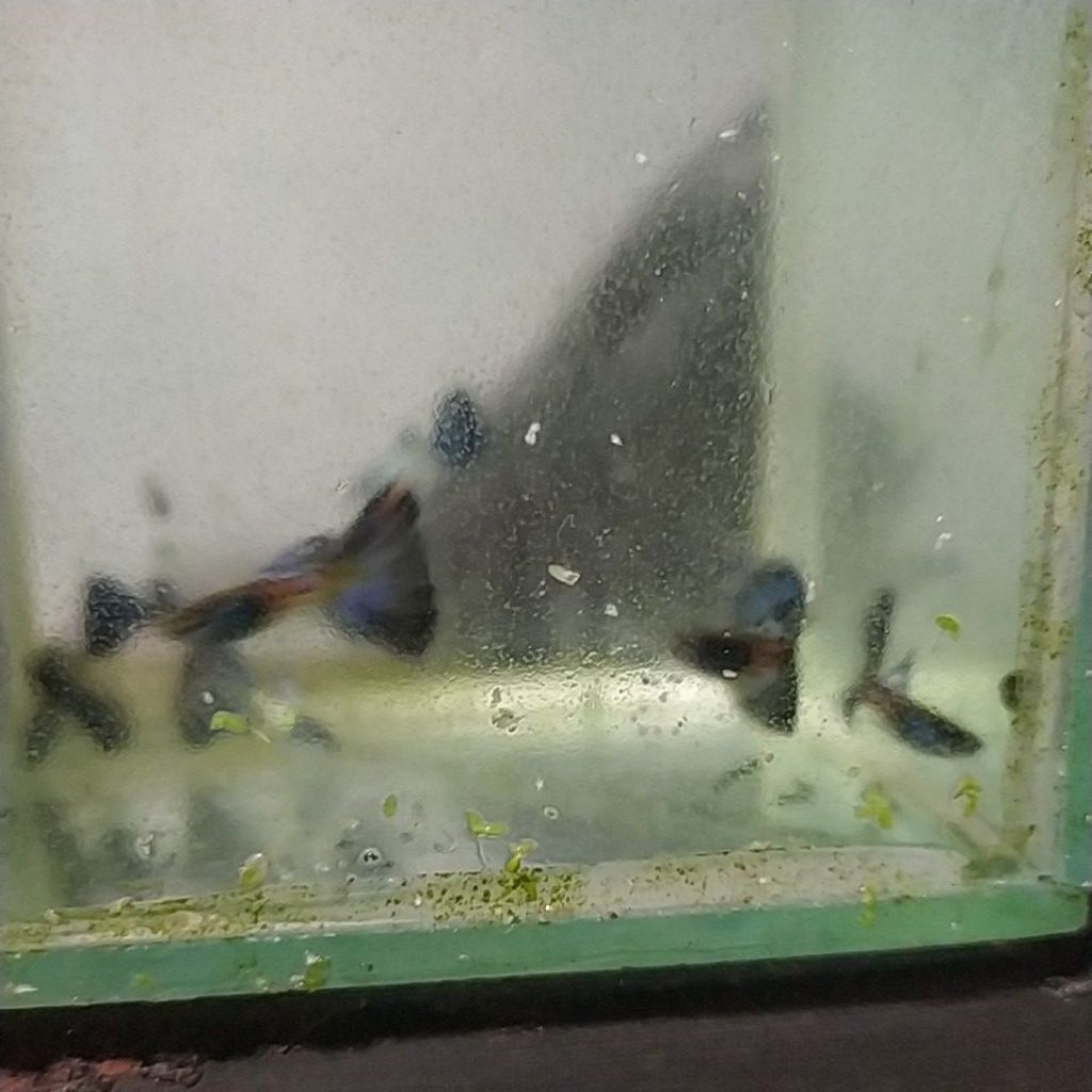 guppy mssbt  sepsang