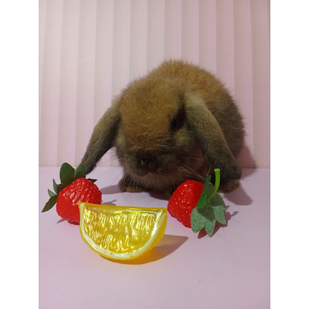 Kelinci Holland Lop Kelinci Hias Tortoise