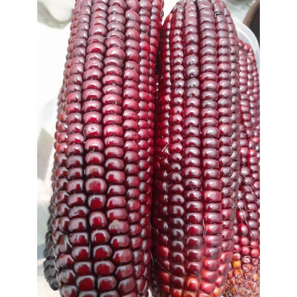 jagung ketan ungu kemasan pipil