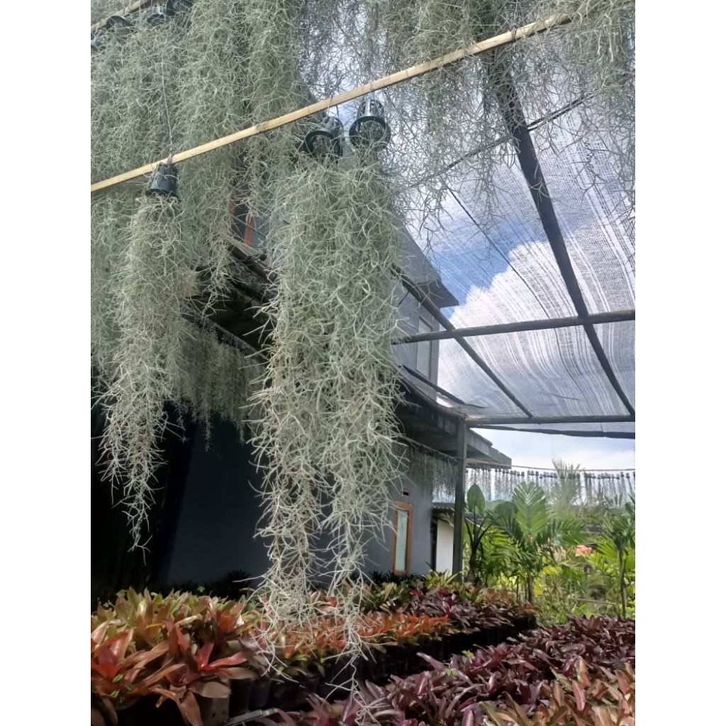 jenggot Musa (tillandsia uneoudes) tanaman hidup