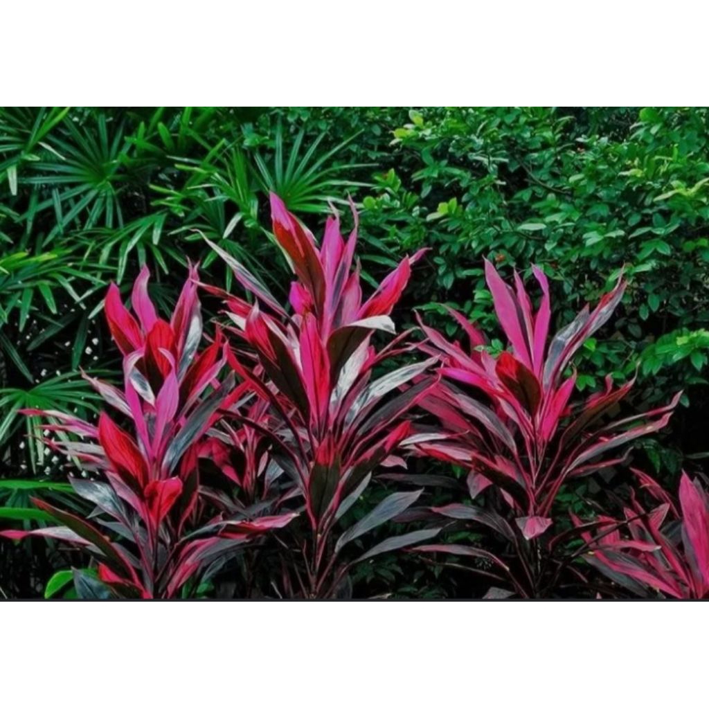 Pohon Hanjuang Merah/ Andong Merah // Tanaman Hias Outdoor Hanjuang Merah/ Andong Merah.