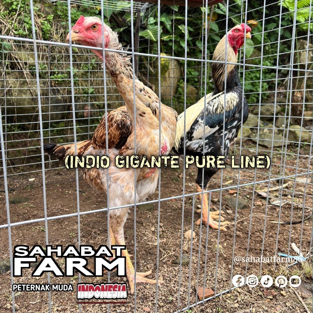 LINK PAY SEPASANG INDIO GIGANTE  DAN SHAMO ORI HUSUS JAWA