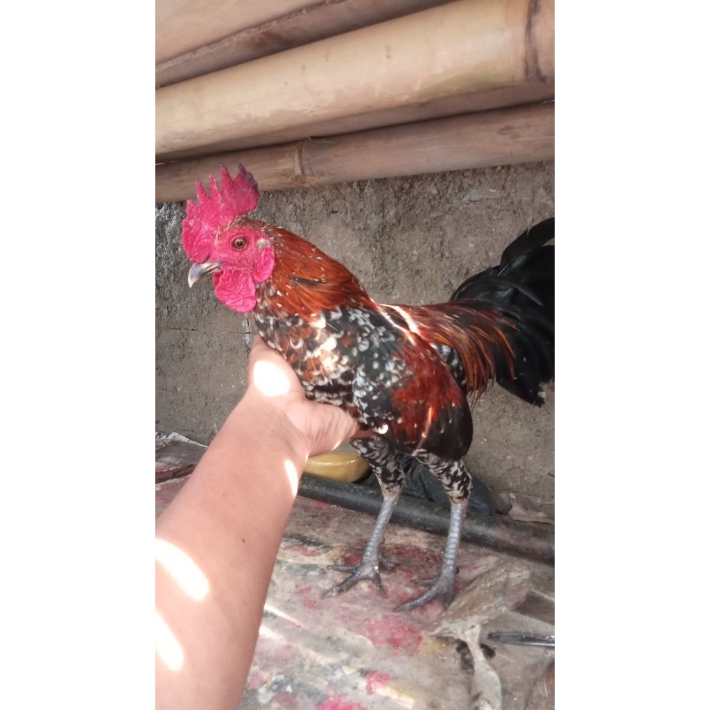 Jago Ayam kampung asli usia 4 Bulan