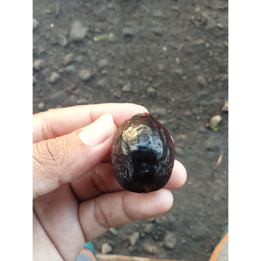 muncang adu Jayanti acim