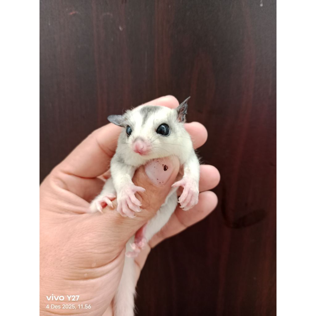 Sugar glider wf mosaic joey betina