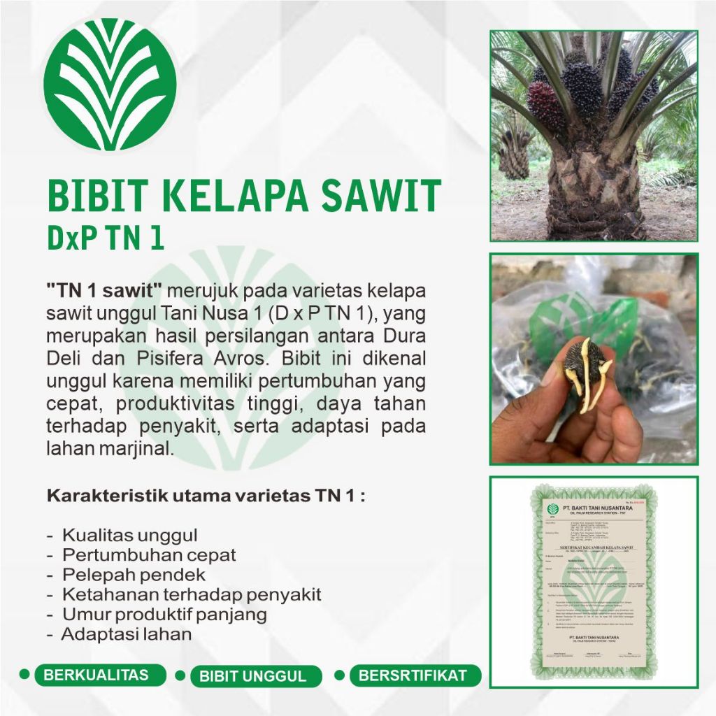 BIBIT KELAPA SAWIT TANI NUSANTARA UNGGUL ( TN 1 )
