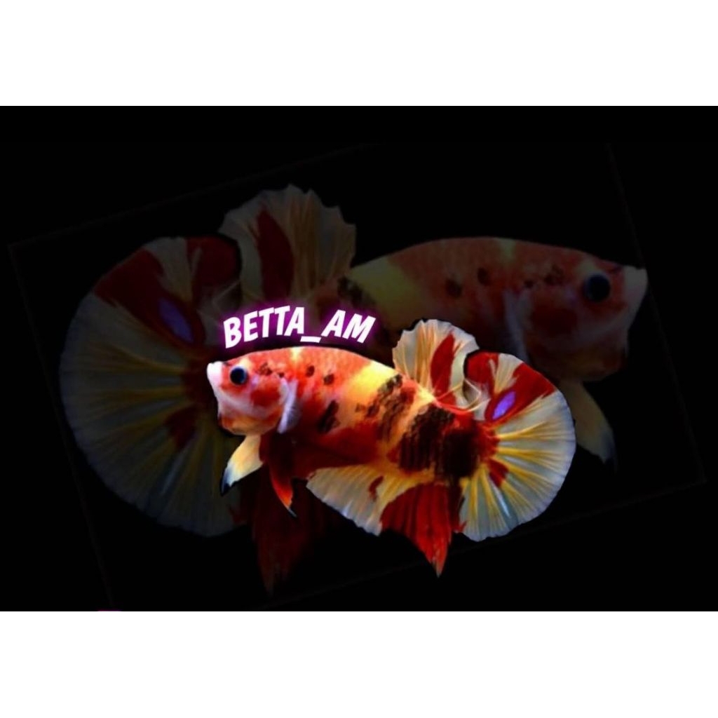 sticker ikan cupang female PKDT 3 biji