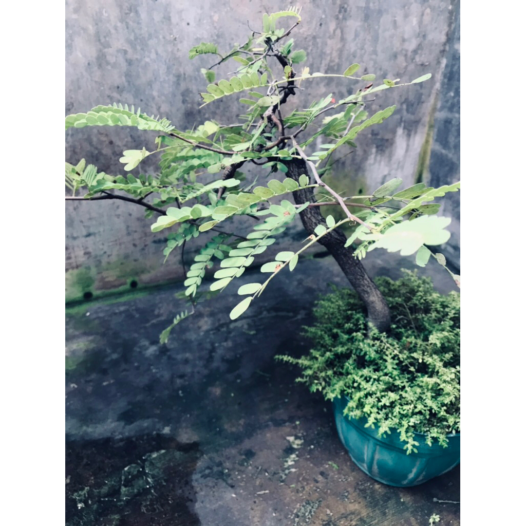 bonsai asem jawa/dari biji