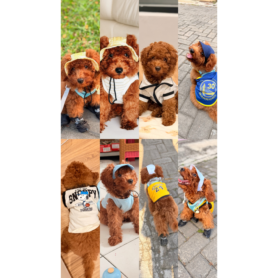 PRELOVED Baju Topi Anabul Anjing Kucing