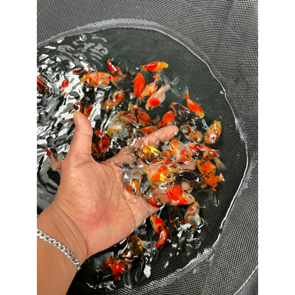 paket isi 2 mas koki oranda pancawarna hiasan cantik aquarium