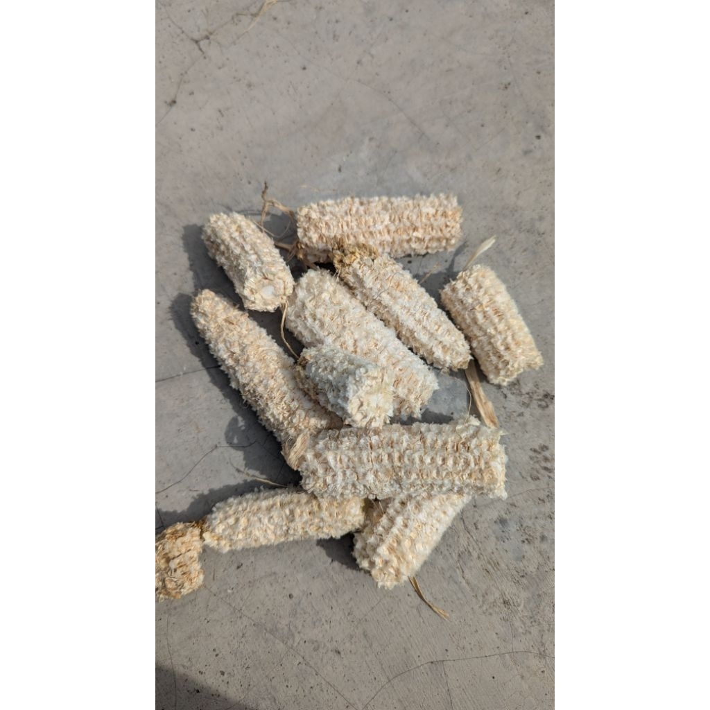 Tongkol jagung/Janggel/Bonggol Jagung Kering