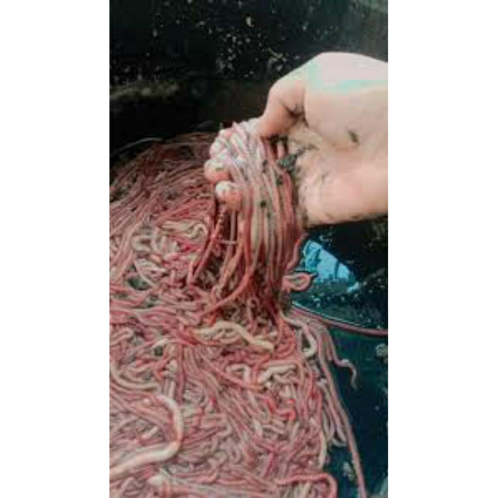 Cacing Nipah untuk mancing Udang/Ikan/Galatama eceran hanya untuk pengiriman instan Kota Palembang