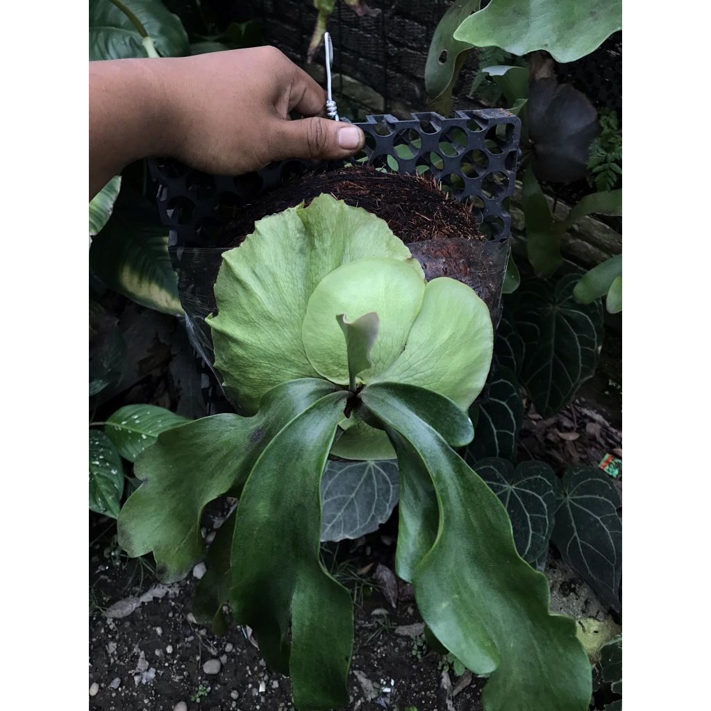 Platycerium Panama Large