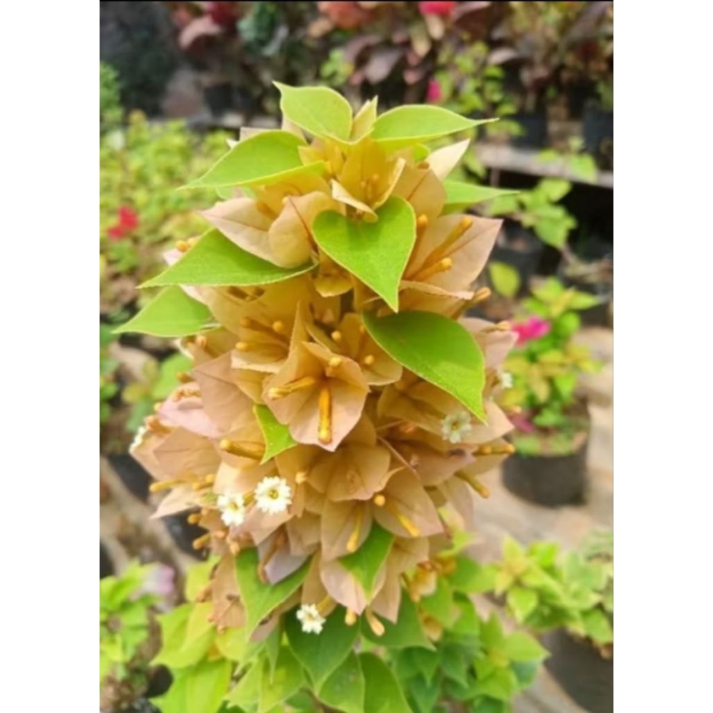 Tanaman Hiass bougenville Singapore Kuning