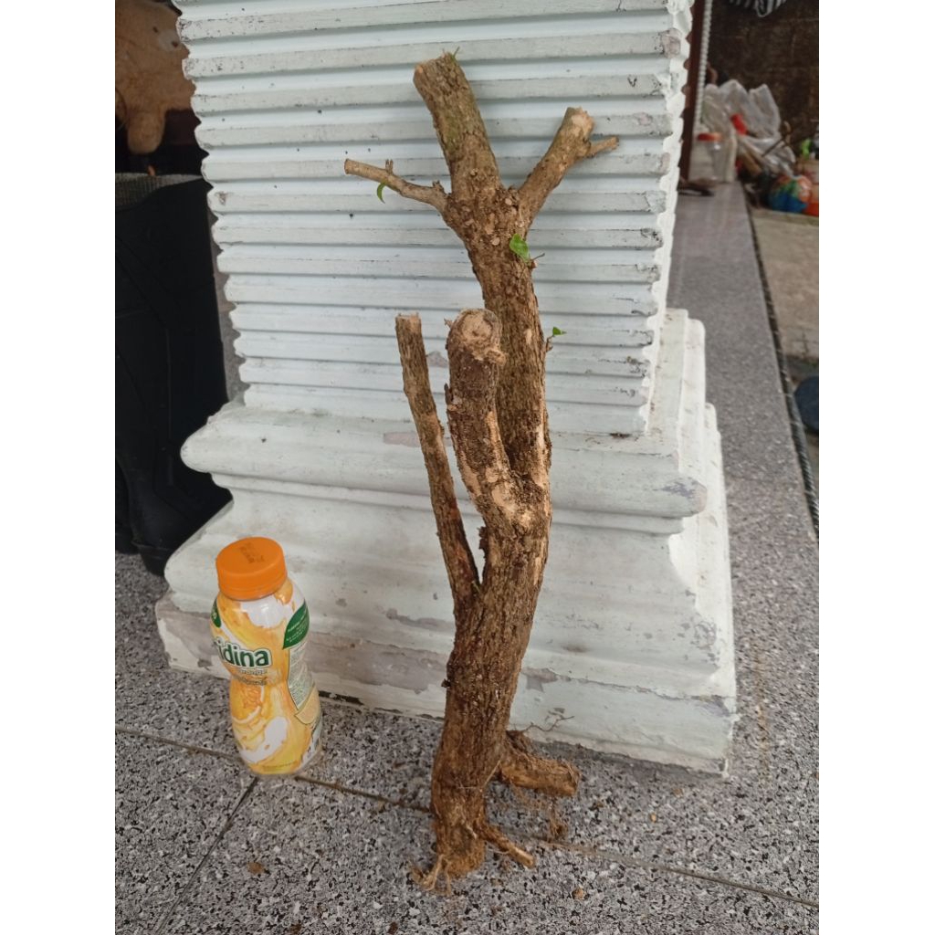 kemuning dongkelan akar batang kemuning lokal bahan bonsai