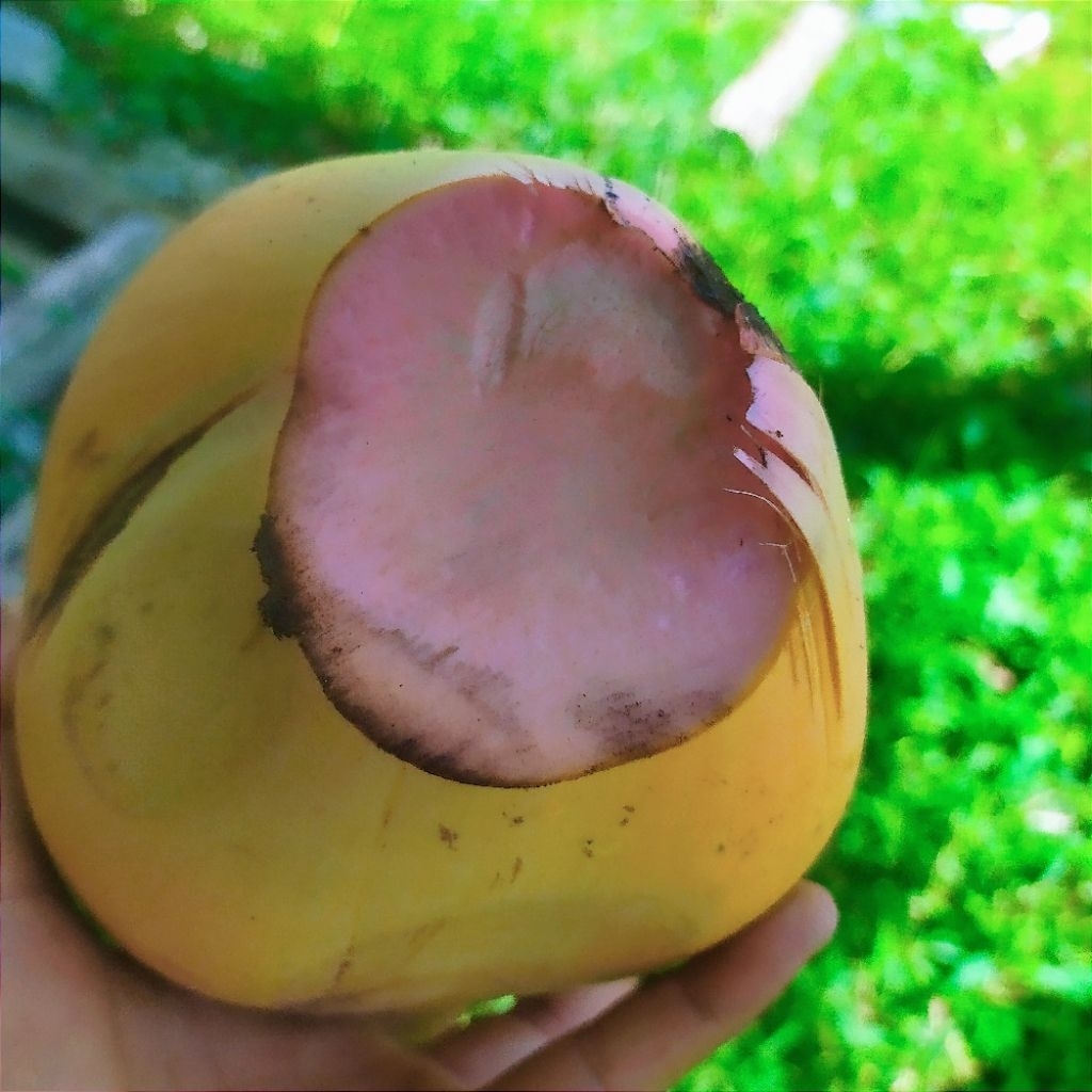 KELAPA DEGAN GADING CUPAT MERAH BERKHASIAT UNTUK KESEHATAN