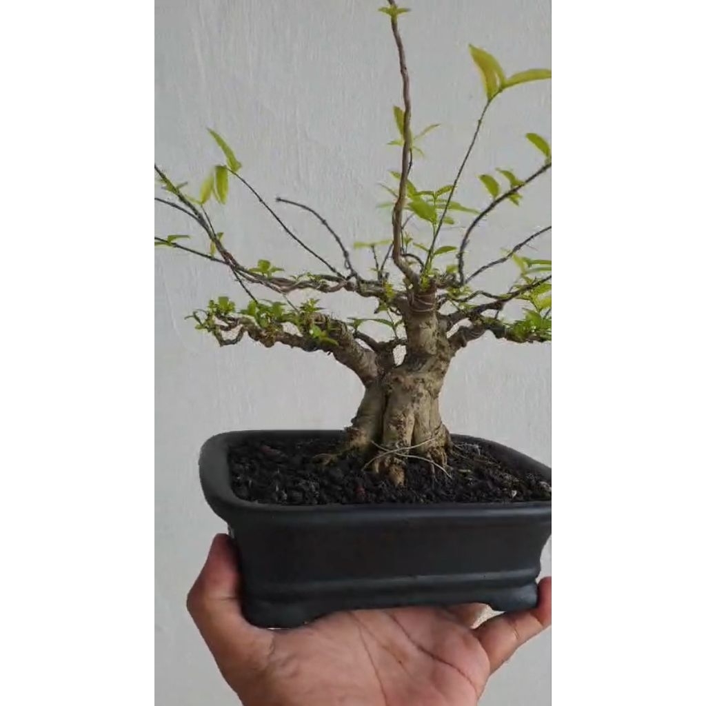 Bonsai anting putri mame siap pajang