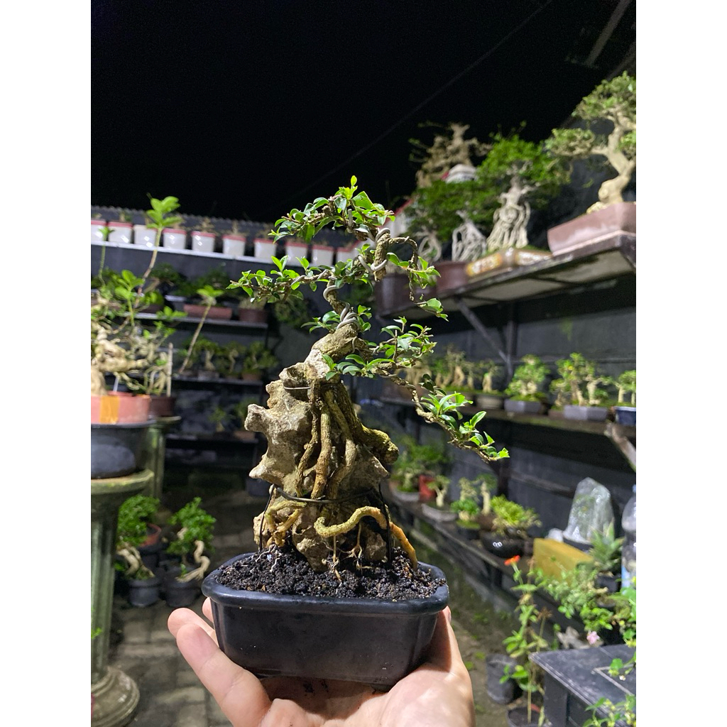 bonsai sakura micro