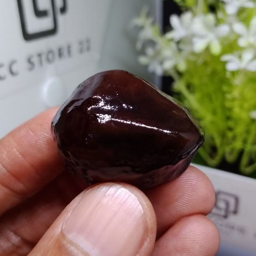 Muncang Adu Jalim CP junior