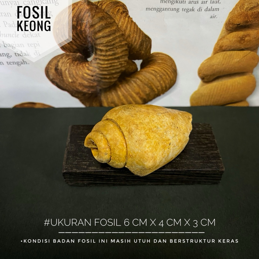 Fosil Keong Purba Natural B50 atau Fossil Gastropoda atau Fosil Kerang atau Fosil Kol Buntet Alam at