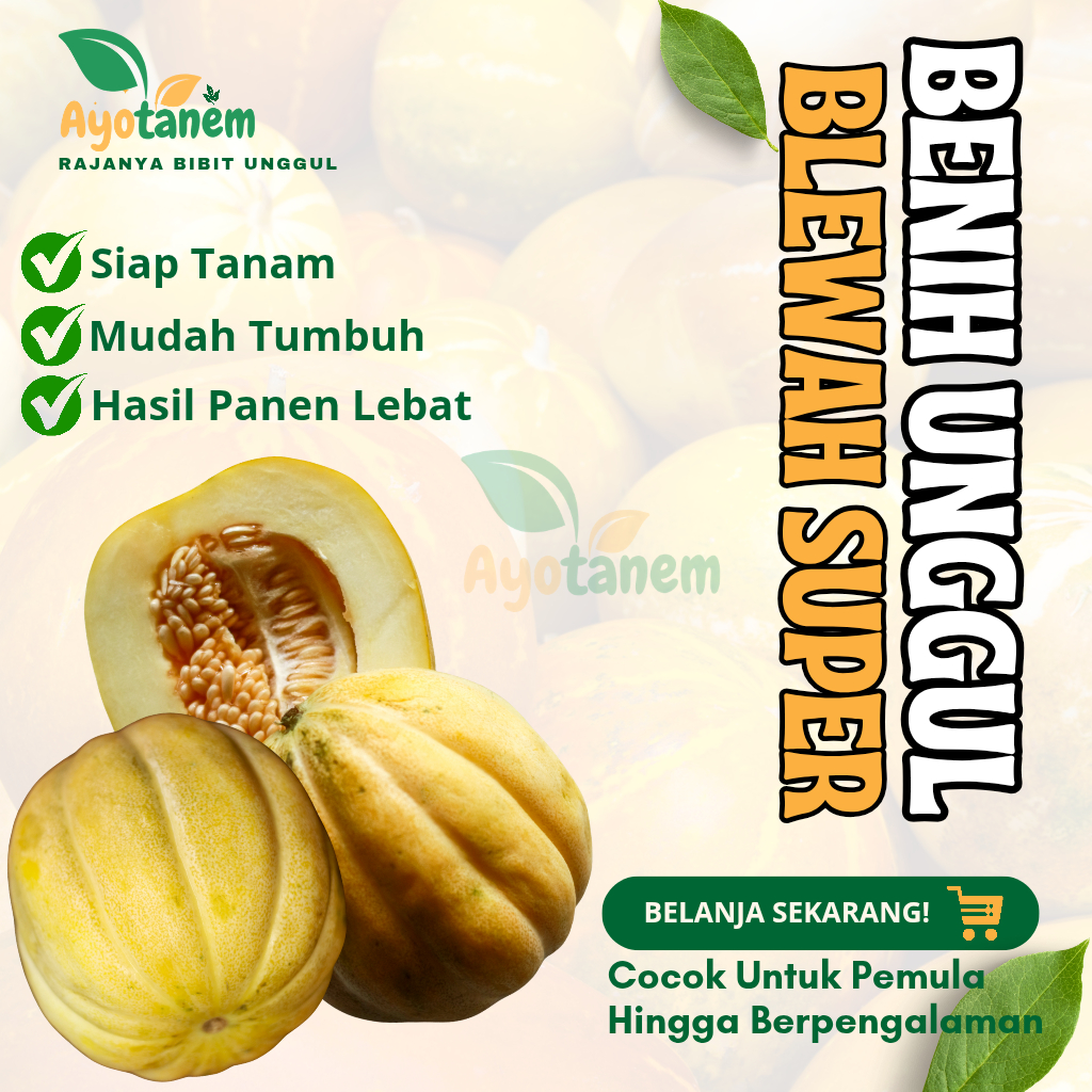 BIBIT BLEWAH UNGGUL | bibit garbes manis | biji garbis blewah super manis mudah tumbuh