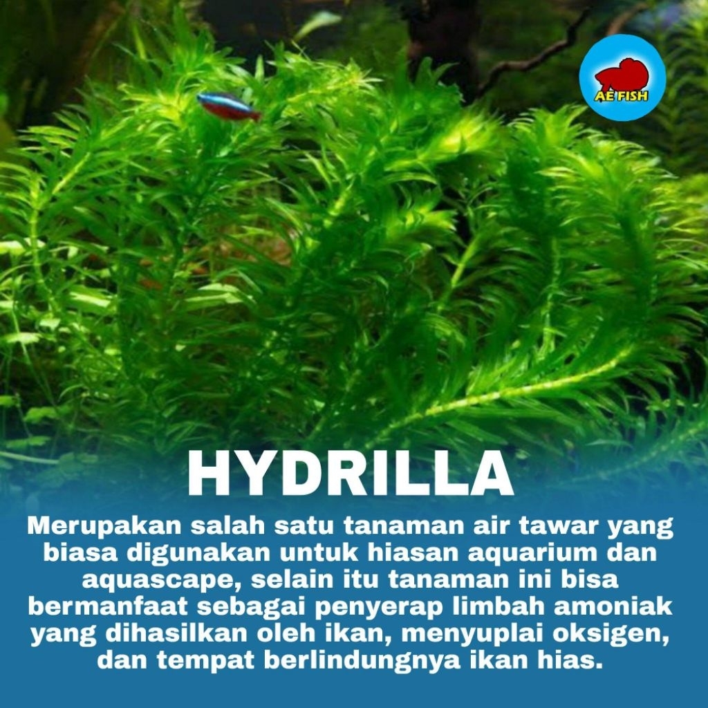 Hydrilla verticillata (Ganggang air) 10 batang