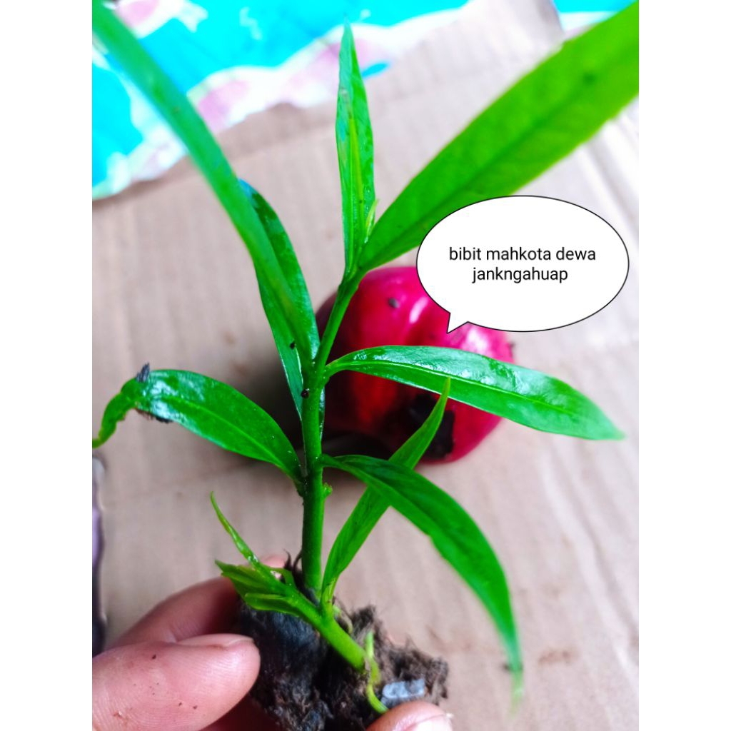 Bibit mahkota dewa|pohon mahkota dewa