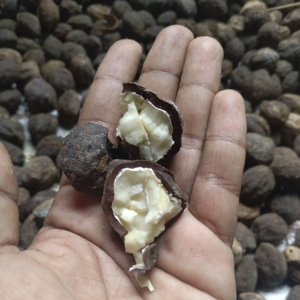 Buah kemiri masih batok atau cangkang kulit utuh /biji untuk bumbu