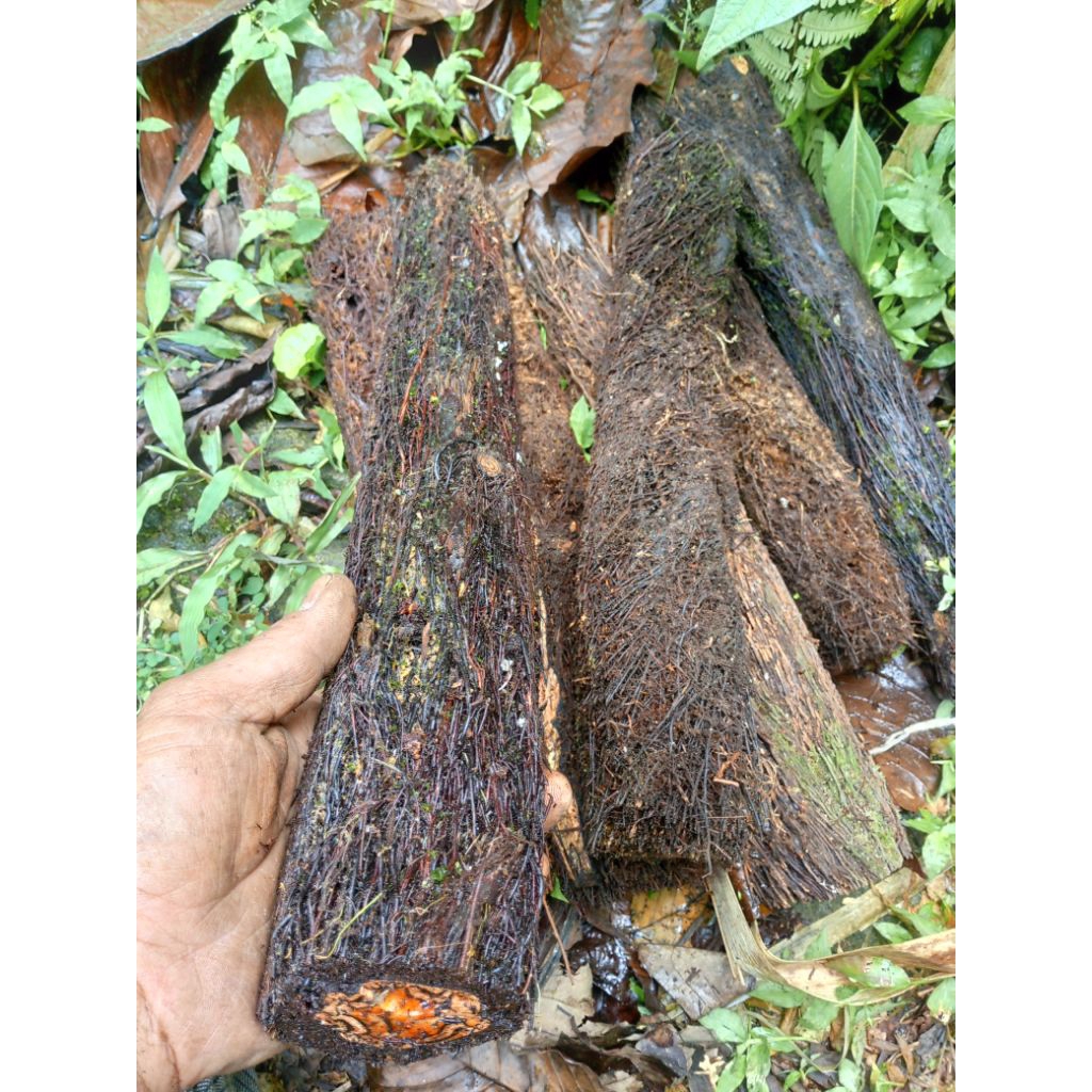 batang pakis turus anggrek taman indah 50 cm