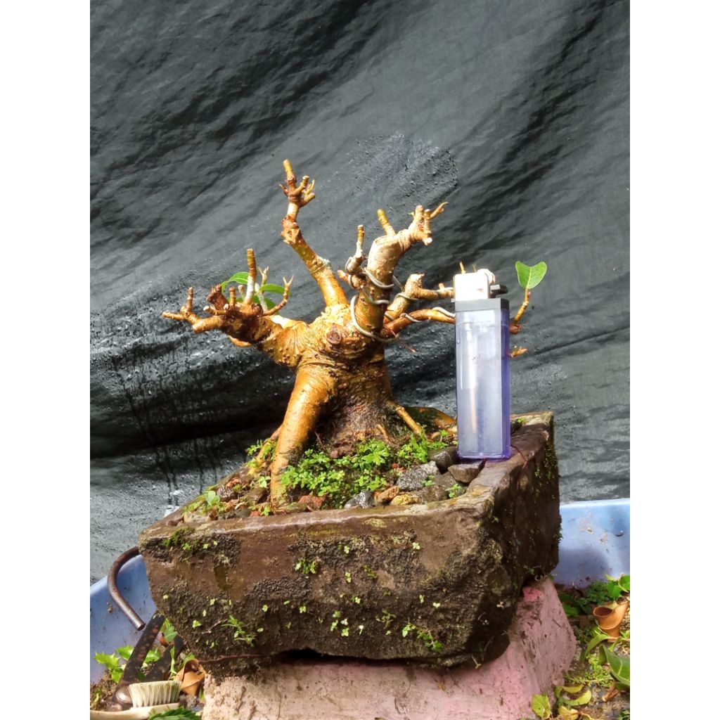 FICUS BUNUT SMALL