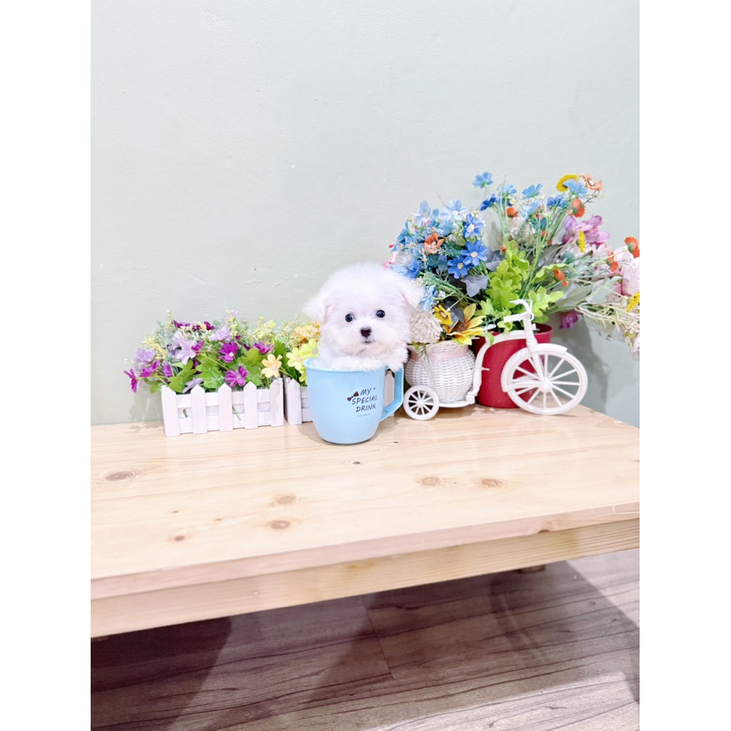 teacup super mini korean bichon frise male bloodline import korea size kecil siper cute face