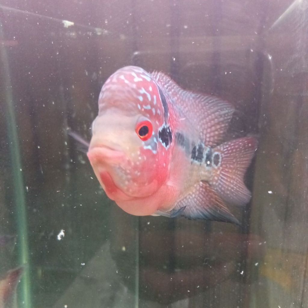 ikan Louhan SRD 10-11 CM