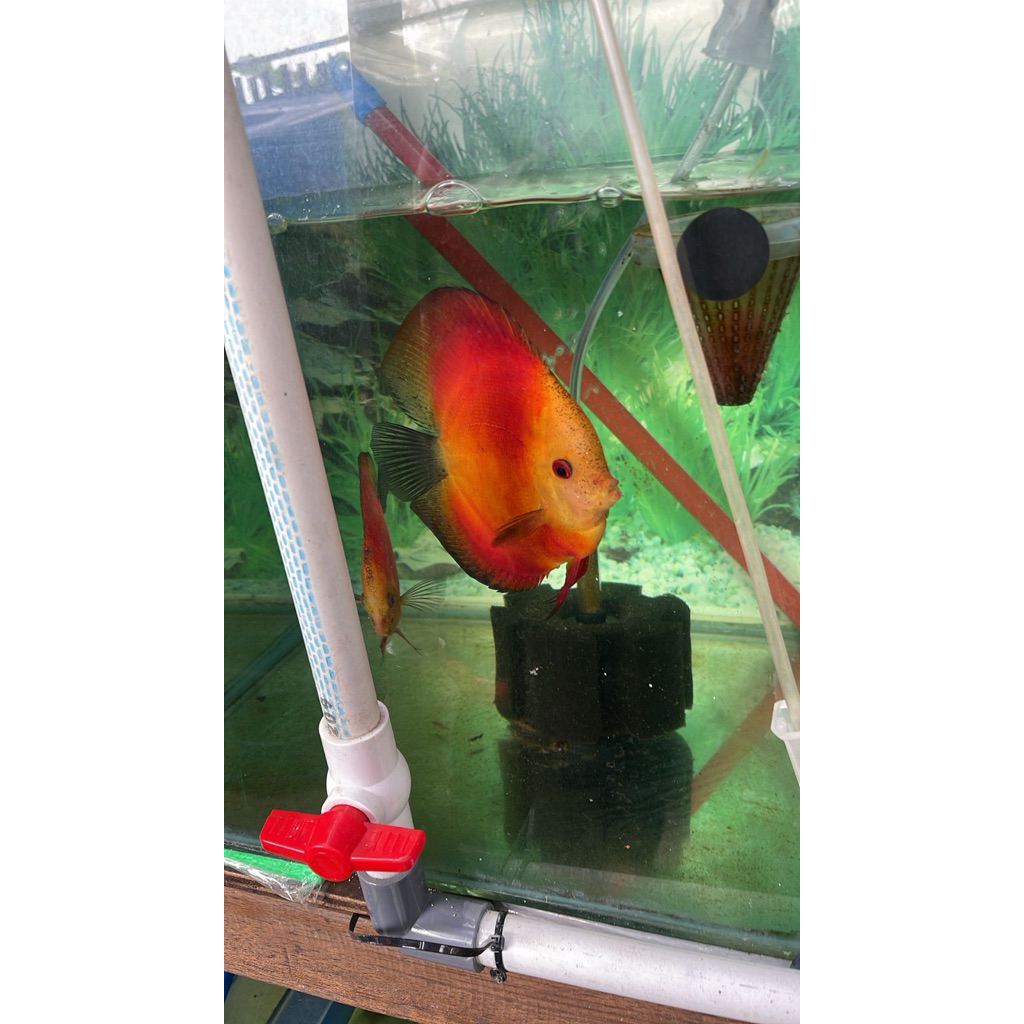 Ikan discus SUPER RED MELON