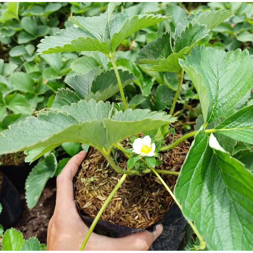 bibit tanaman buah stroberi mencir - strawberi mencir - strawberry