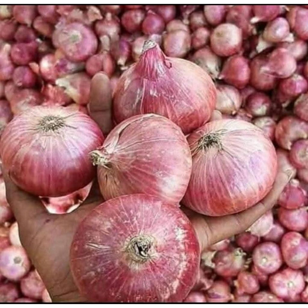 bawang merah india