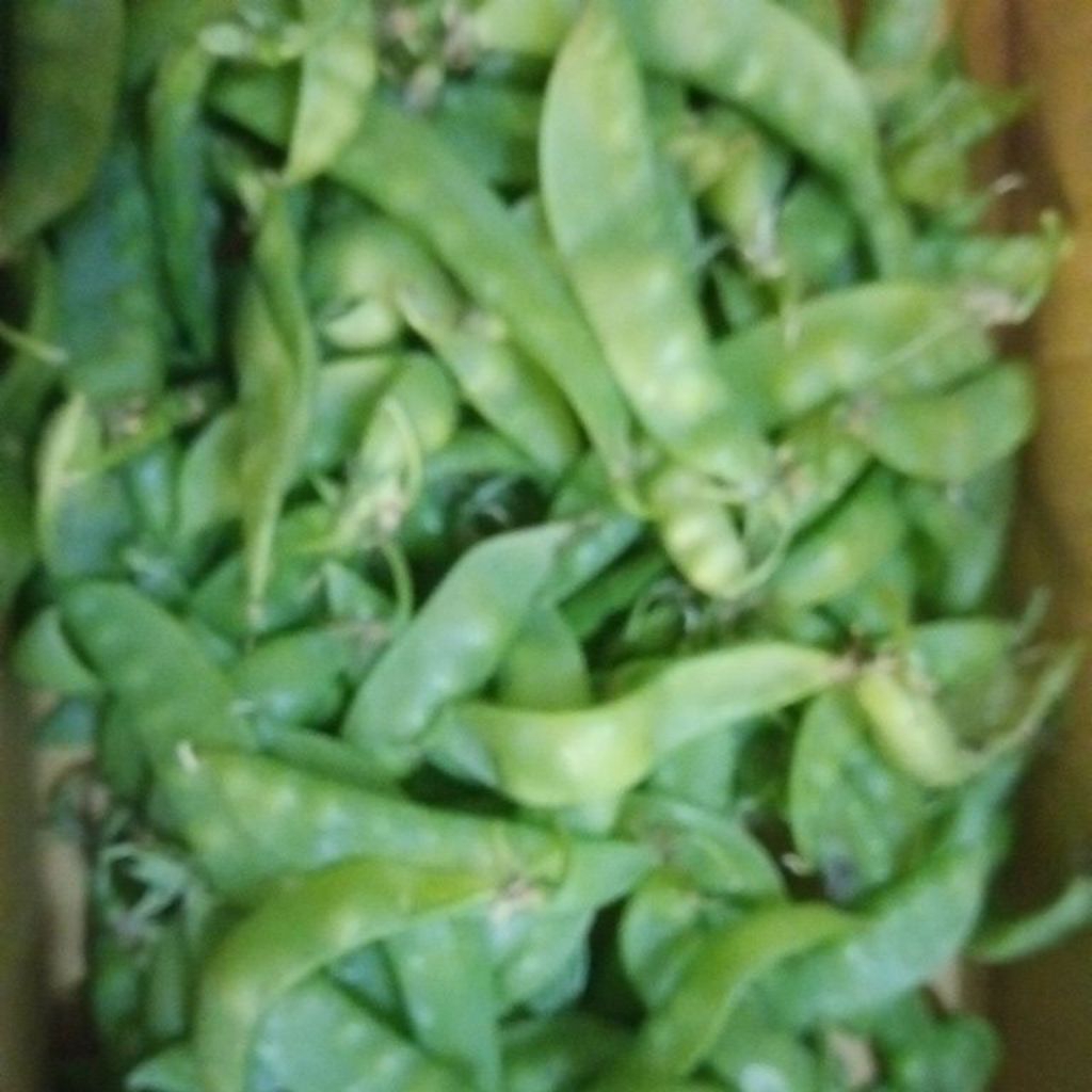 Sayur Kacang kapri / Arcis Ercis segar