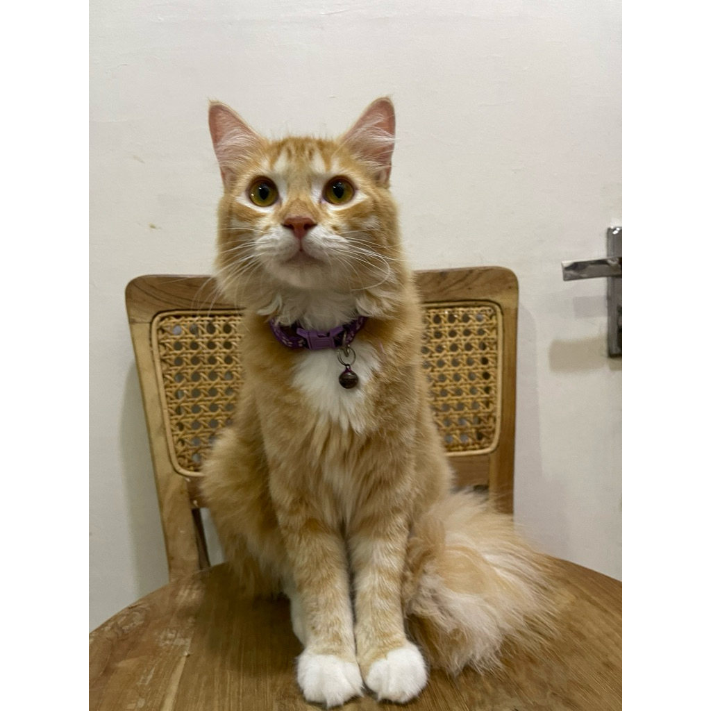 Kucing Persia | mix dom | himalaya pengiriman menggunakan keranjang dan hanya dikirim dengan instant