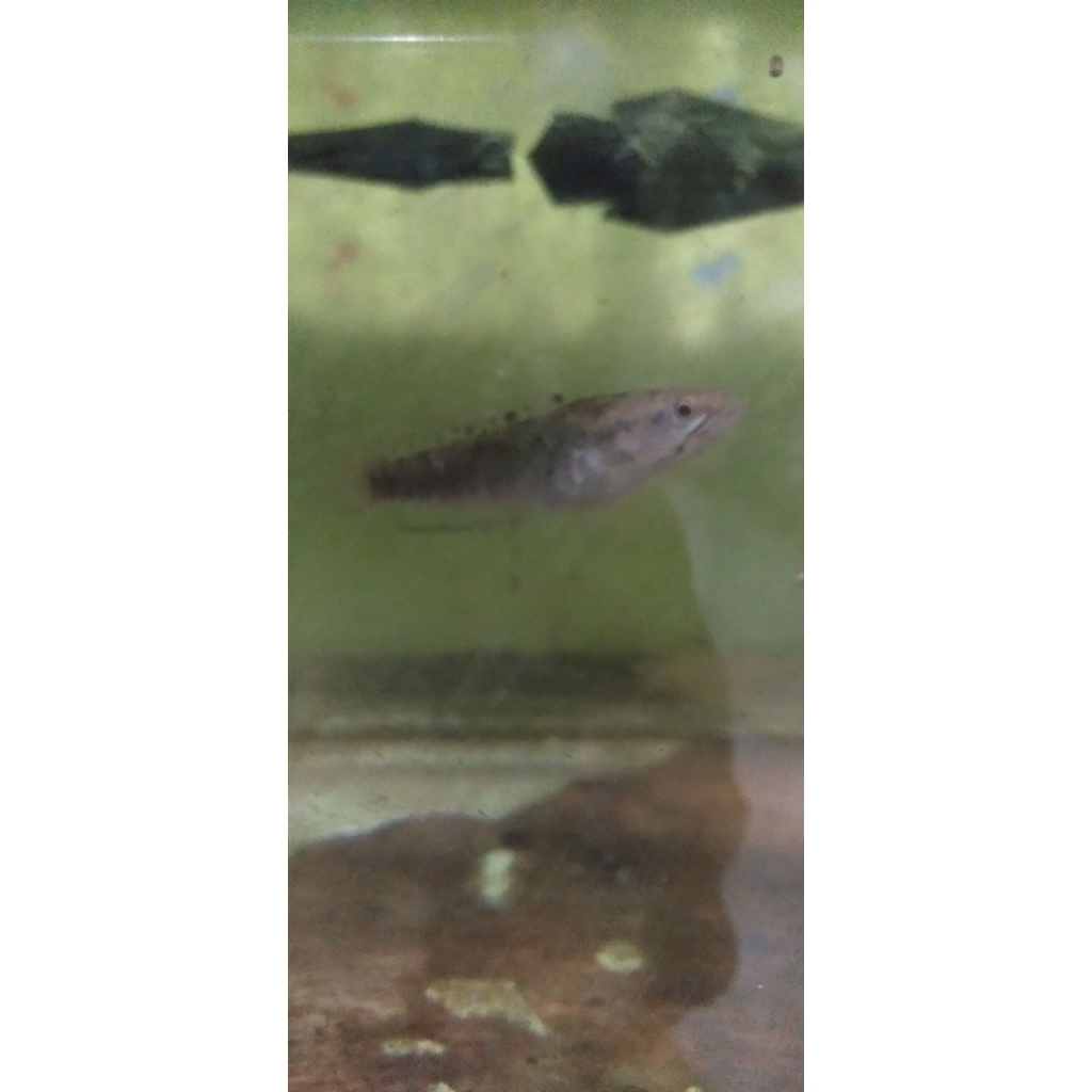 channa blue pulchra size 4-6cm