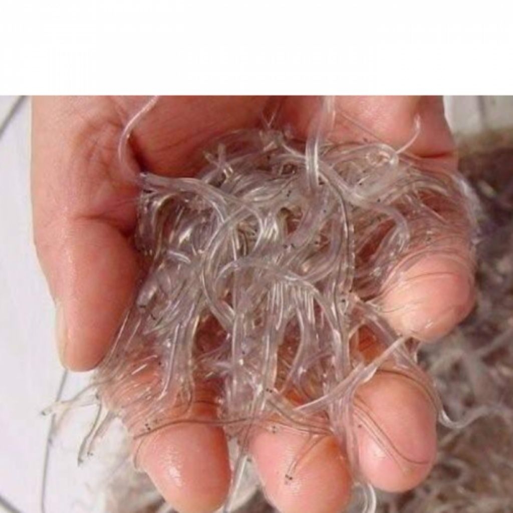 BIBIT/PAKAN IWAK SIDAT ISI 50